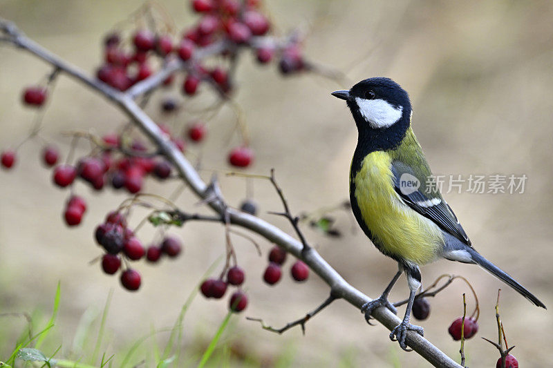 秋天的山雀(Parus major)